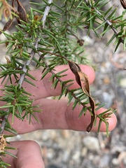 Acacia ulicifolia