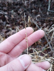 Diarrhena obovata