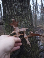 Quercus palustris
