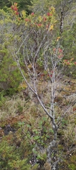Weinmannia trichosperma
