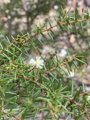 Acacia ulicifolia