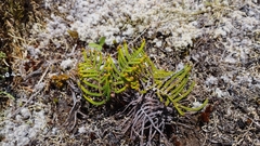 Gleichenia alpina