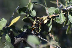 Ancistrocerus bustamente