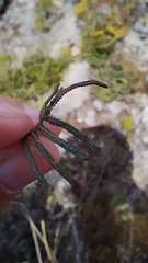 Gleichenia alpina
