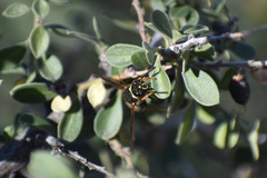 Ancistrocerus bustamente