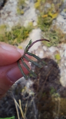 Gleichenia alpina