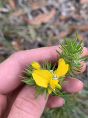 Phyllota phylicoides