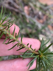 Phyllota phylicoides