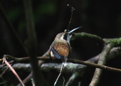 Phaethornis syrmatophorus
