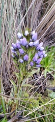 Gentianella corymbosa