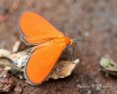 Eudulophasia invaria