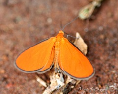 Eudulophasia invaria