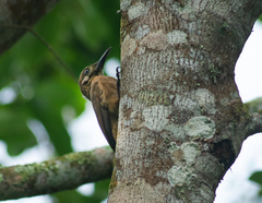 Dendrocincla fuliginosa