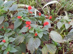 Salvia splendens