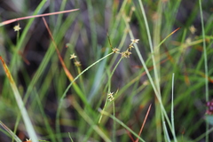 Carex echinata