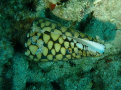 Conus marmoreus