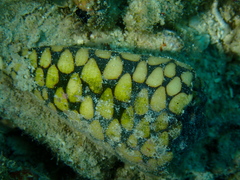 Conus marmoreus