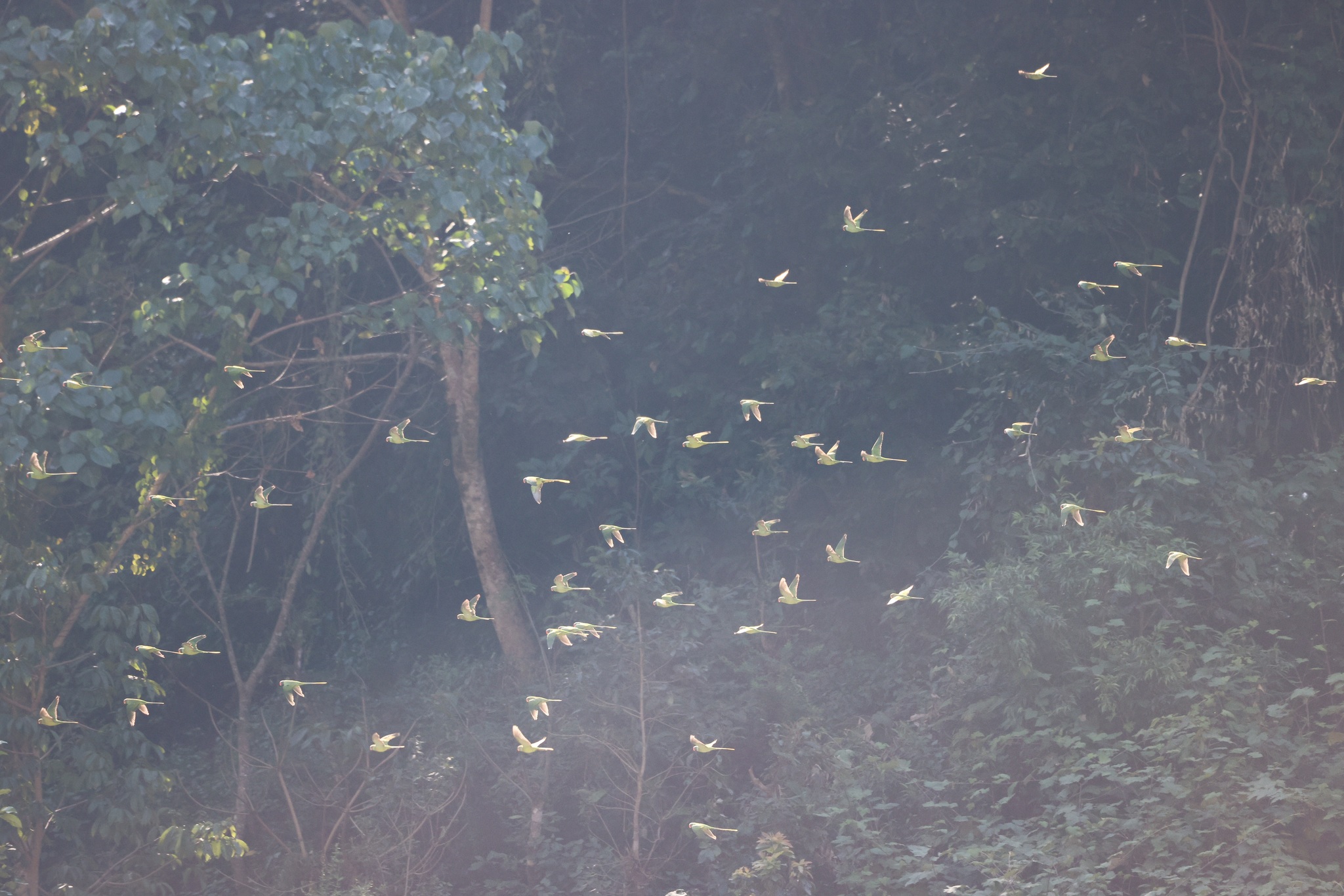 Slaty-headed Parakeet
