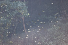 Psittacula himalayana