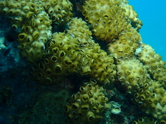 Palythoa tuberculosa