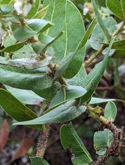 Arctostaphylos montaraensis