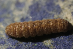 Noctua fimbriata