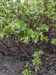 Arctostaphylos montaraensis