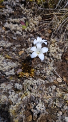 Wahlenbergia pygmaea