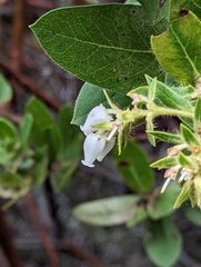 Arctostaphylos montaraensis