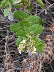 Arctostaphylos montaraensis