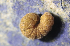 Noctua fimbriata