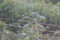 Enicurus schistaceus