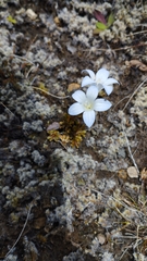 Wahlenbergia pygmaea