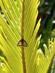 Scolypopa australis
