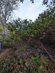 Arctostaphylos montaraensis