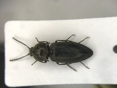 Hadromorphus inflatus