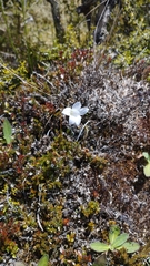 Wahlenbergia pygmaea