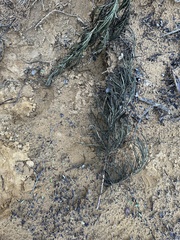 Eriodictyon altissimum