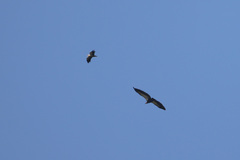 Neophron percnopterus