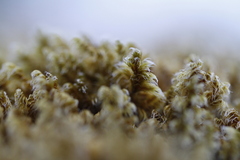 Racomitrium