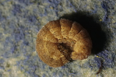 Noctua fimbriata