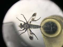Cyrtopogon bimaculus
