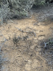 Eriodictyon altissimum