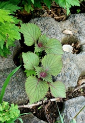 Perilla frutescens