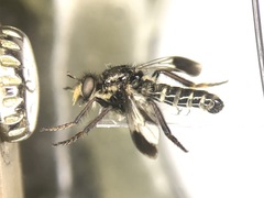 Cyrtopogon bimaculus