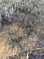 Eriodictyon altissimum