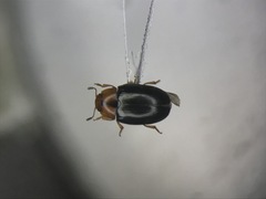 Triplax dissimulator