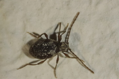 Ptinus