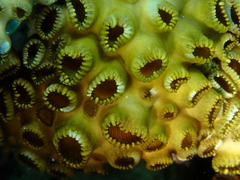 Palythoa tuberculosa