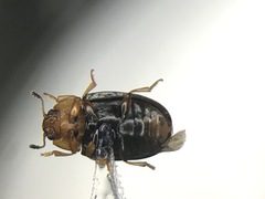 Triplax dissimulator